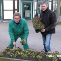 Stadt bekommt 1500 Frühjahrsblumen geschenkt