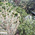 Die Jugendfeuerwehr sammelt Weihnachtsbäume ein.