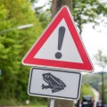 Vorsicht, Amphibienwanderung!