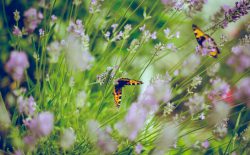 Blumenwiese Natur Garten