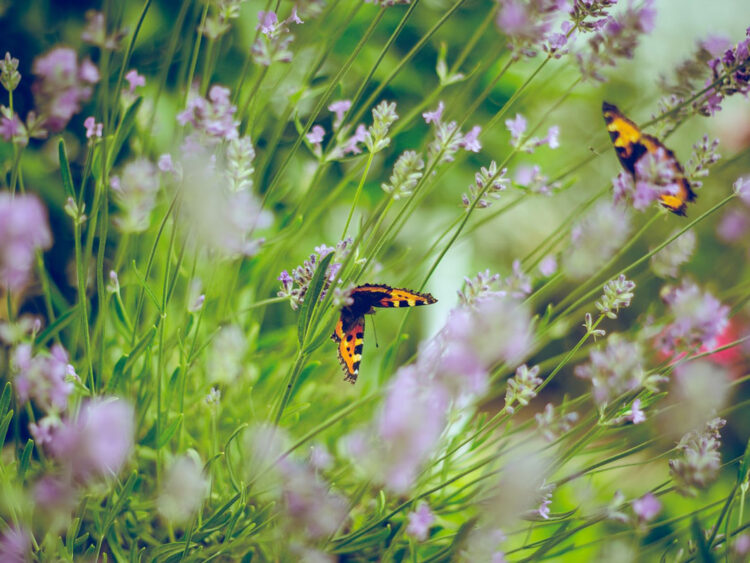 Blumenwiese Natur Garten