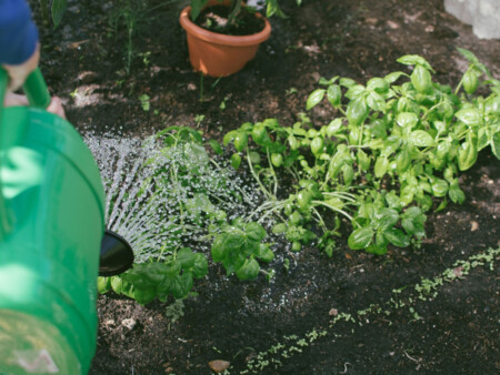 Garten Gärtner Pflanzen