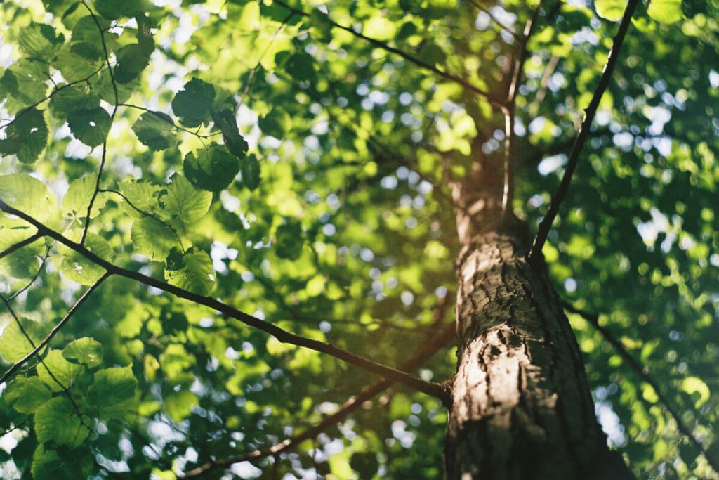 Baum mit grünen Blättern