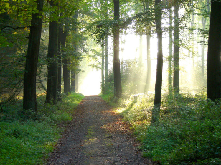 Wanderweg Asenberg Bad Salzuflen