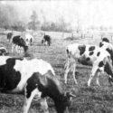 Schwarzweißfoto von Kühen auf einer Weide