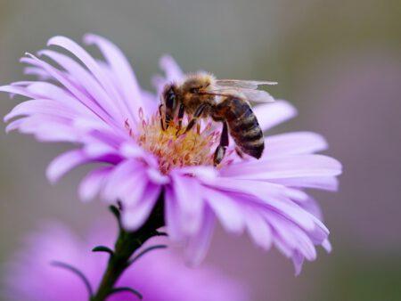 Biene an einer Blume