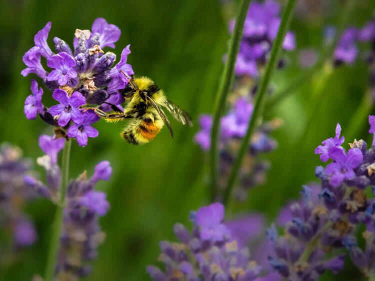 Eine Biene an einer Blüte