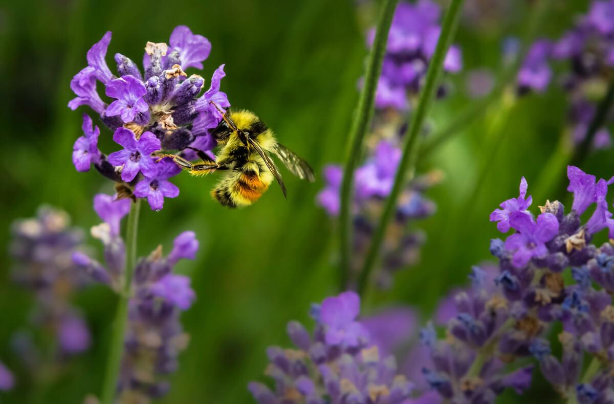 Projekt Blumenwiesen