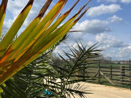 Grüne Pflanzen vor blauem Himmel