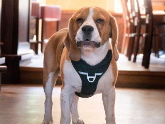 Ein Hund namens Ludwig.