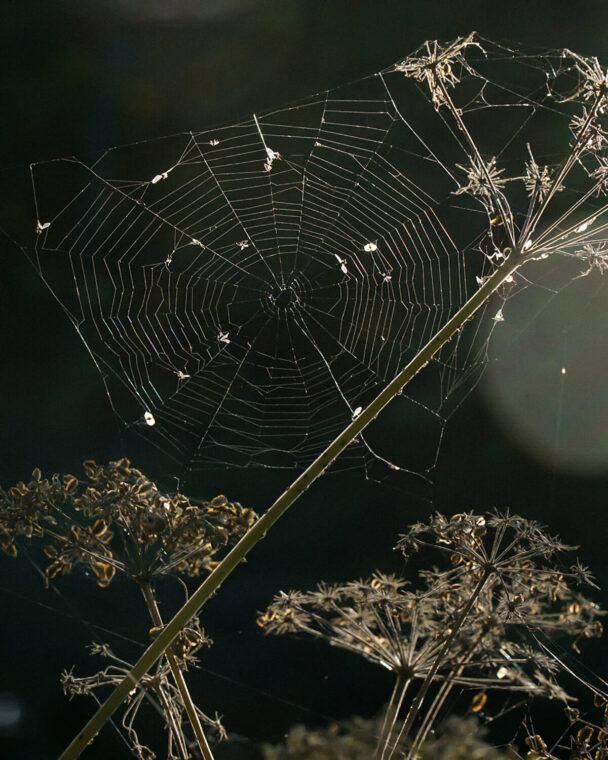 Unser Gewinner der #salzstreunerherbst-Challenge
