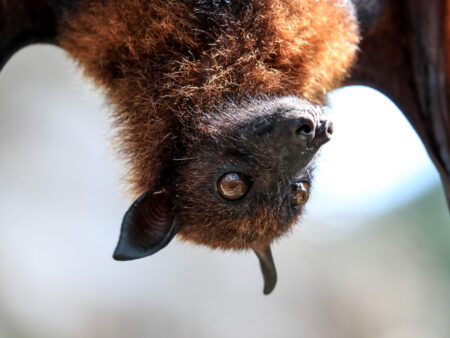 Fledermaus