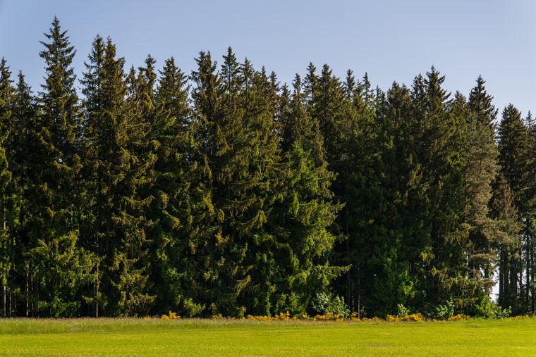 Lush evergreen forest bordering a vibrant meadow under clear skies in Germany.