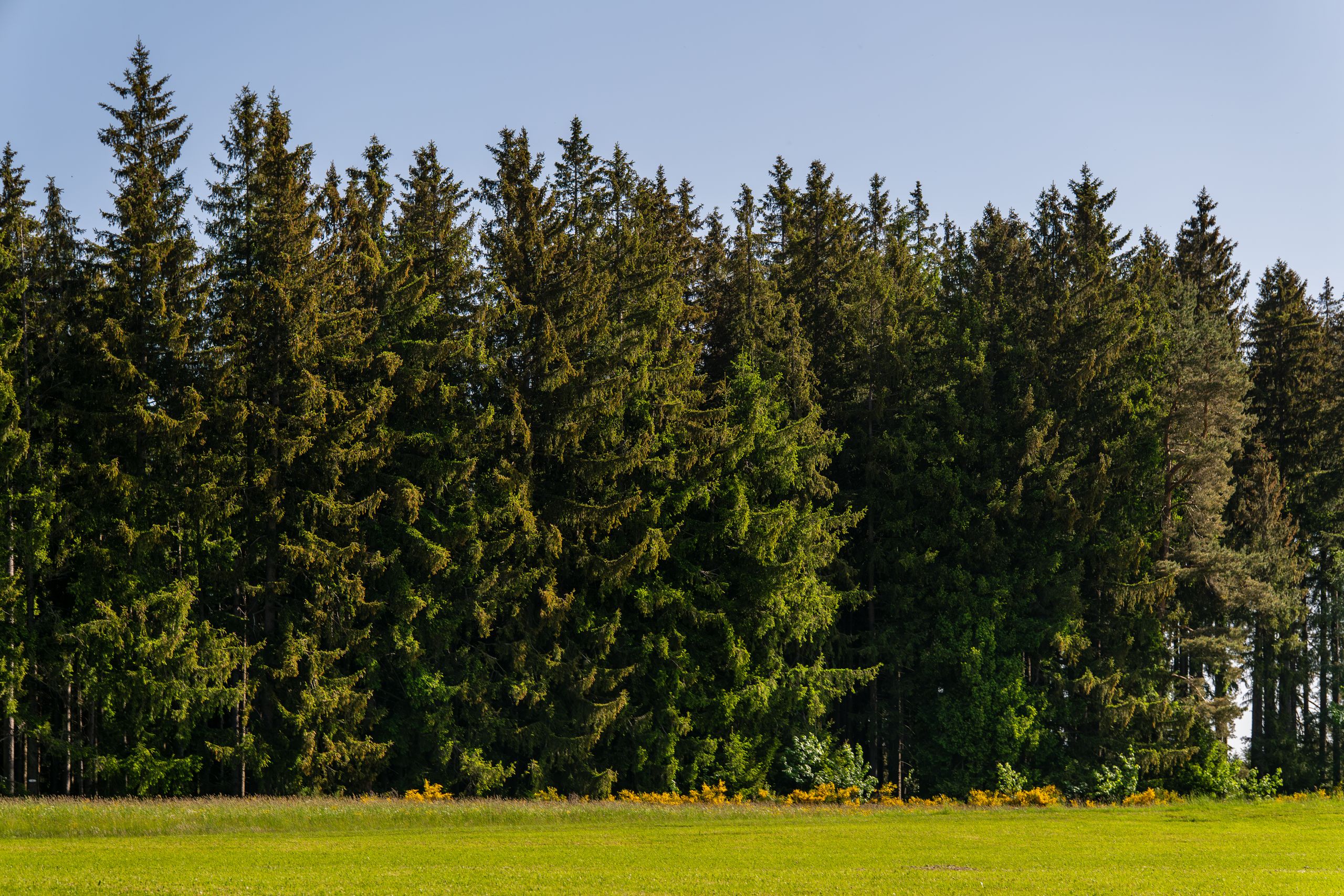 Lush evergreen forest bordering a vibrant meadow under clear skies in Germany.