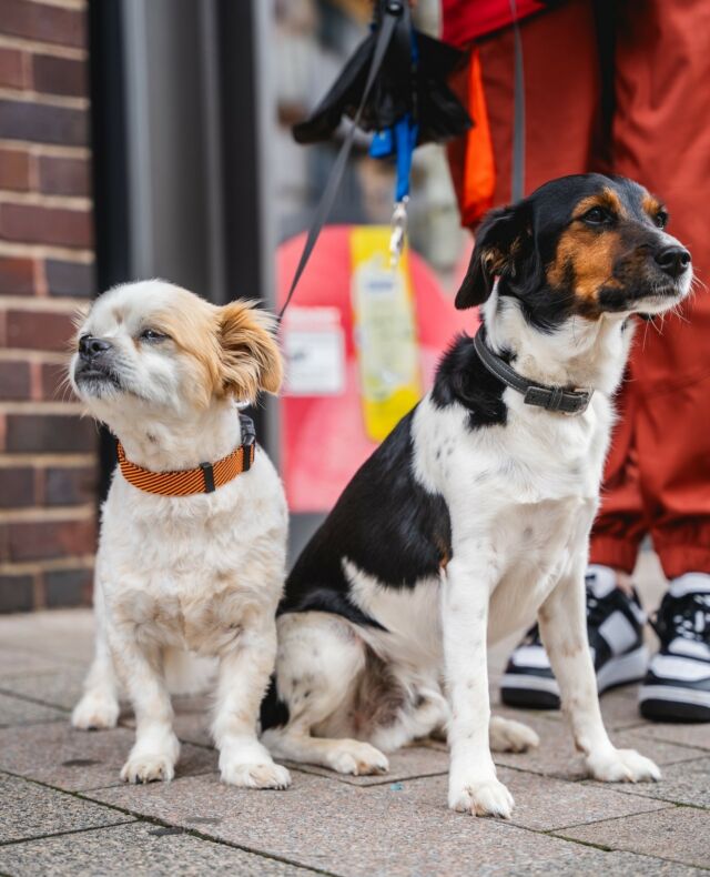 Dogs of Bad Salzuflen 3! Eigentlich mögen sie sich … 😉⁠
⁠
#funinsalzuflen #dogsofthetown #dogsofsalzuflen #BadSalzuflen #PuppyParadise #FurEverFriends #hundausbadsalzuflen #hunderunde #salzstreuner⁠ #dogoftheday #puppylove #hundeliebe #urbanphotography #streetphotography #badsalzuflenmeinestadt❤️ #dogs #dog #hundefotografie #instadog #dogsofinstagram #hundeaufinstagram #hund #hundeleben #dogphotography #dogstagram