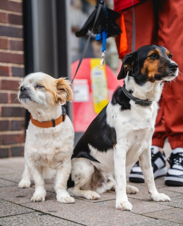 Dogs of Bad Salzuflen 3! Eigentlich mögen sie sich … 😉⁠
⁠
#funinsalzuflen #dogsofthetown #dogsofsalzuflen #BadSalzuflen #PuppyParadise #FurEverFriends #hundausbadsalzuflen #hunderunde #salzstreuner⁠ #dogoftheday #puppylove #hundeliebe #urbanphotography #streetphotography #badsalzuflenmeinestadt❤️ #dogs #dog #hundefotografie #instadog #dogsofinstagram #hundeaufinstagram #hund #hundeleben #dogphotography #dogstagram