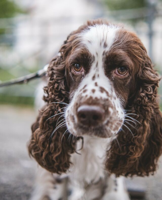 Dogs of Bad Salzuflen 4! Kommt uns ein bisschen Spaniel vor … 😉⁠
⁠
#funinsalzuflen #dogsofthetown #dogsofsalzuflen #BadSalzuflen #PuppyParadise #FurEverFriends #hundausbadsalzuflen #hunderunde #salzstreuner⁠ #dogoftheday #puppylove #hundeliebe #urbanphotography #streetphotography #badsalzuflenmeinestadt❤️ #dogs #dog #hundefotografie #instadog #dogsofinstagram #hundeaufinstagram #hund #hundeleben #dogphotography #dogstagram #cockerspaniel #spaniel