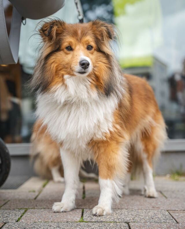 Dogs of Bad Salzuflen 5! Fest und flauschig. 😍⁠
⁠
#festundflauschig #funinsalzuflen #dogsofthetown #dogsofsalzuflen #BadSalzuflen #PuppyParadise #FurEverFriends #hundausbadsalzuflen #hunderunde #salzstreuner⁠ #dogoftheday #puppylove #hundeliebe #urbanphotography #streetphotography #badsalzuflenmeinestadt❤️ #dogs #dog #hundefotografie #instadog #dogsofinstagram #hundeaufinstagram #hund #hundeleben #dogphotography #dogstagram #langhaarcollie #shetlandsheepdog