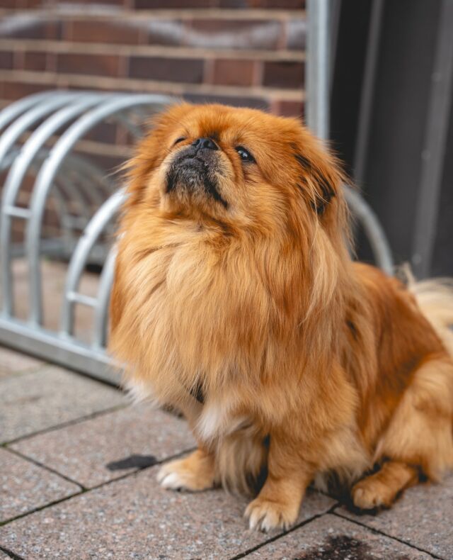 Dogs of Bad Salzuflen 8! ⁠ Wahre Größe ist eine Frage der Haltung … 😉⁠
⁠
#dogsofthetown #dogsofsalzuflen #BadSalzuflen #PuppyParadise #FurEverFriends #hundausbadsalzuflen #hunderunde #salzstreuner⁠ #dogoftheday #puppylove #hundeliebe #urbanphotography #streetphotography #badsalzuflenmeinestadt❤️ #dogs #dog #hundefotografie #instadog #dogsofinstagram #hundeaufinstagram #hund #hundeleben #dogphotography #dogstagram #zwergspitz