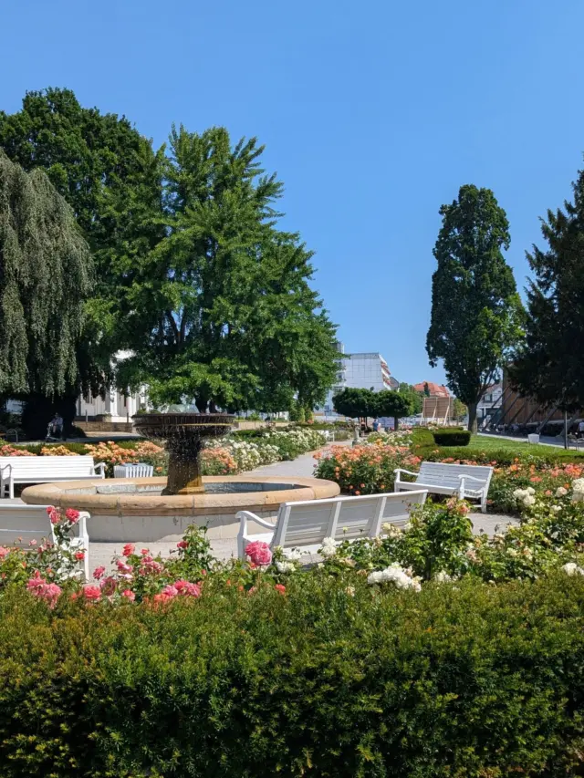 Der Rosengarten in seiner vollen Blüte. ☺️

#badsalzuflen #rosengarten #rosen #badsalzuflenmeinestadt❤️ #meinschönergarten